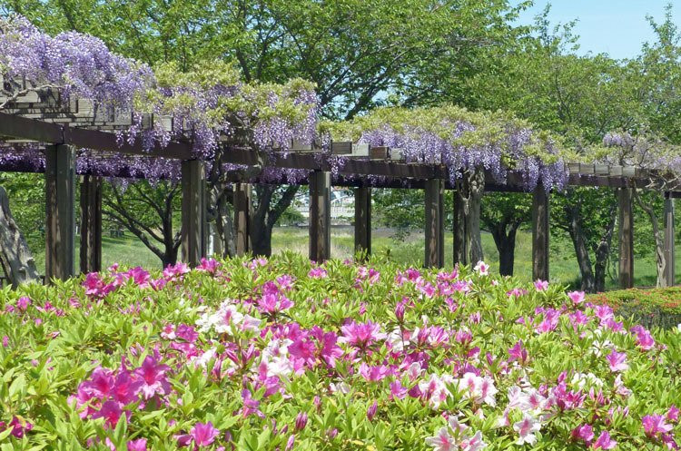 Hikichigawa Shinsui Park-藤泽市必去景点