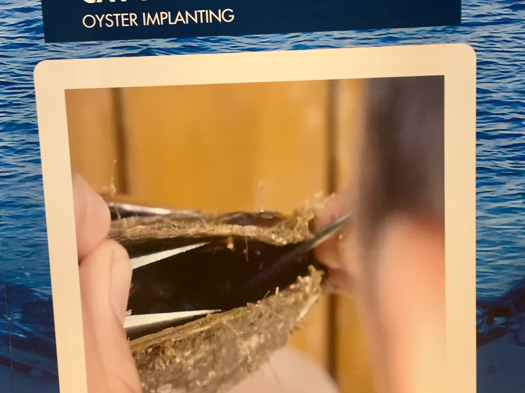 Long Beach pearl-美奈必去景点