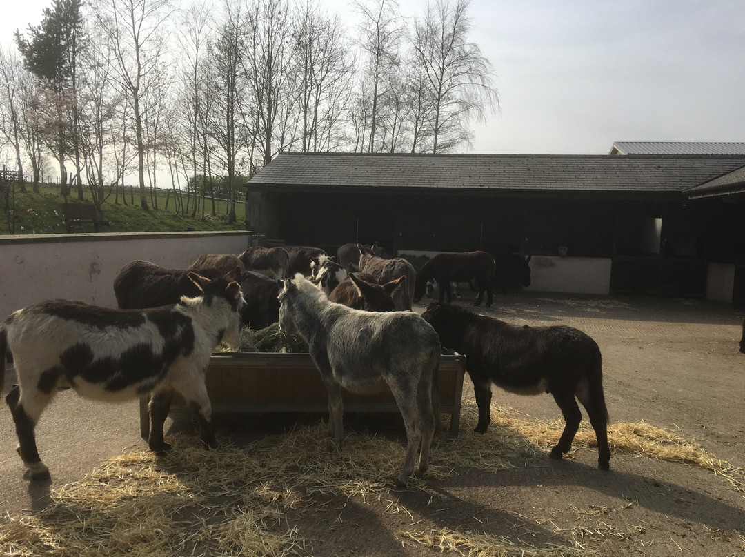 The Donkey Sanctuary, Leeds景点图片
