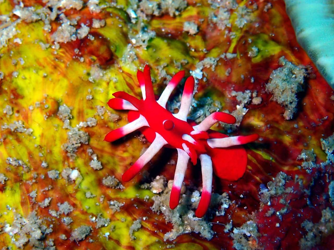 Diving King Dive Resort-Panglao必去景点