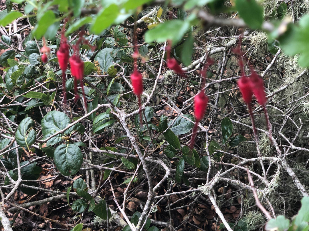 El Moro Elfin Forest景点图片