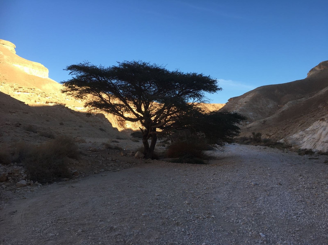 Arava Paradise主图