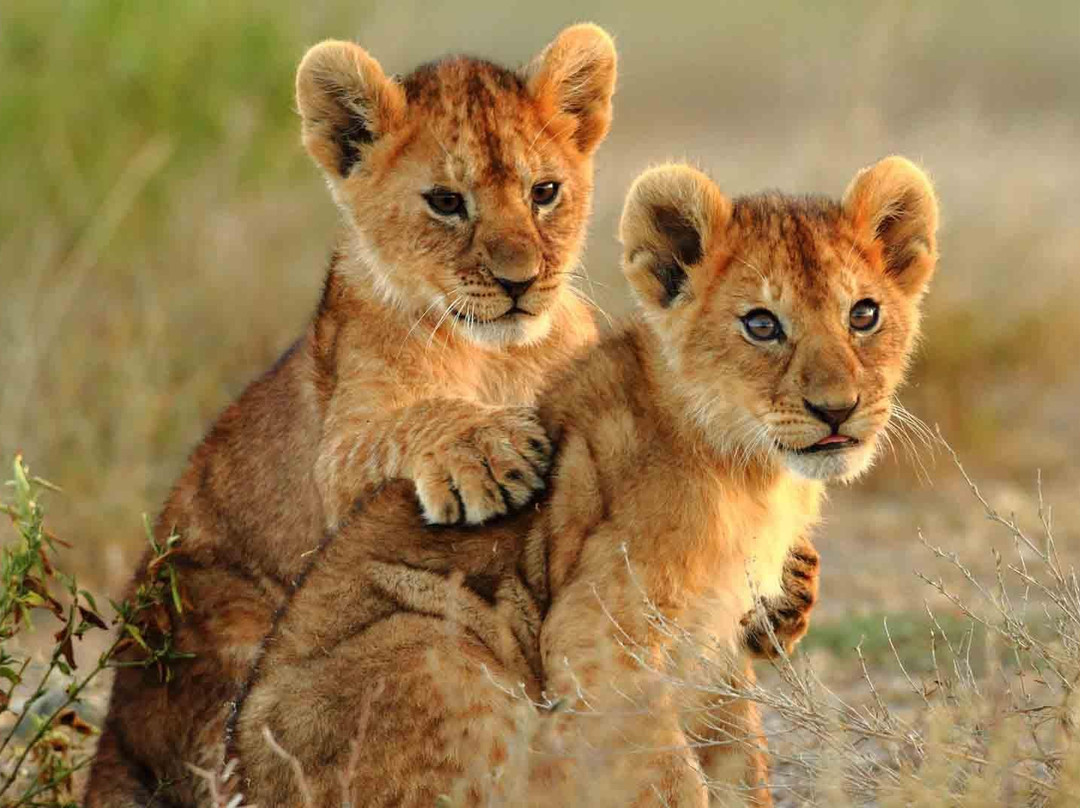 Ifude Tours & Safaris Co. Ltd-阿鲁沙必去景点