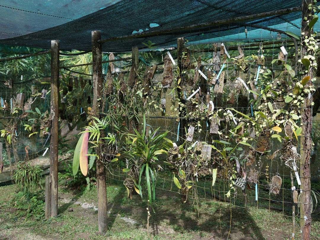 Jardin Botanique de Guyane景点图片