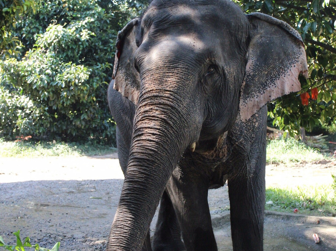 Tongdee Elephant Camp景点图片