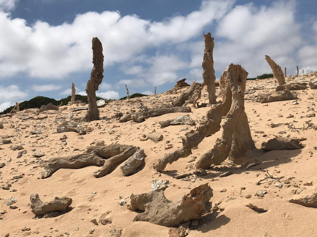 Calcified Forest-King Island必去景点