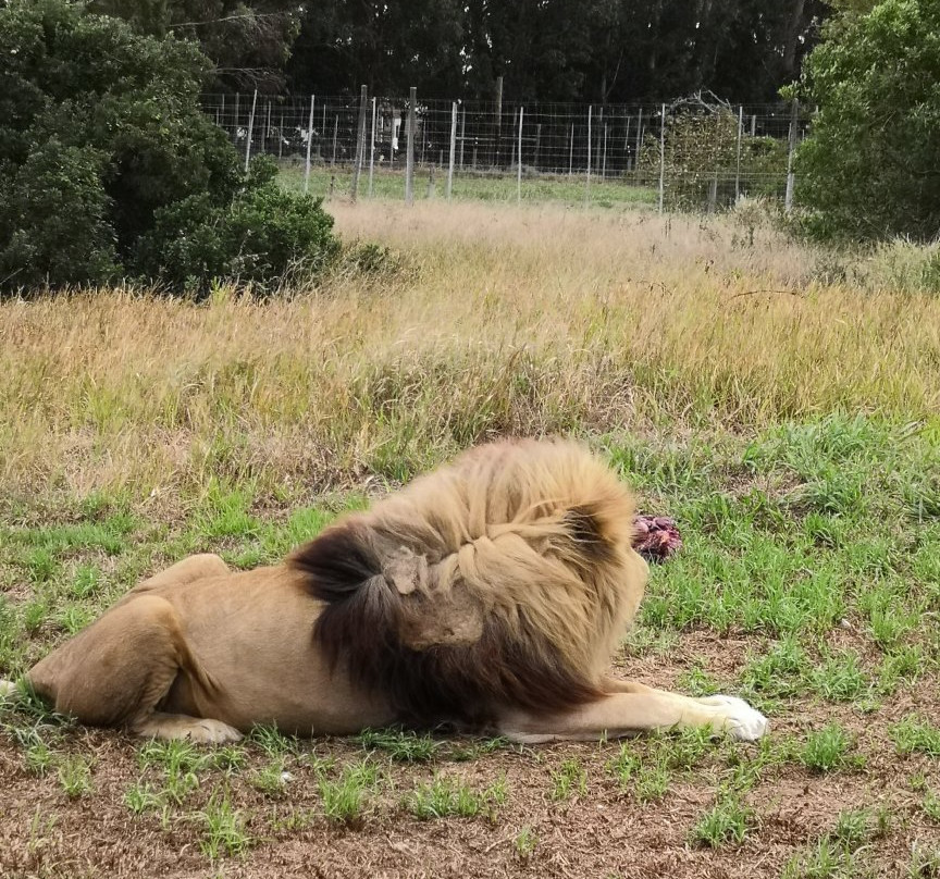 Seaview Lion Park-伊丽莎白港必去景点