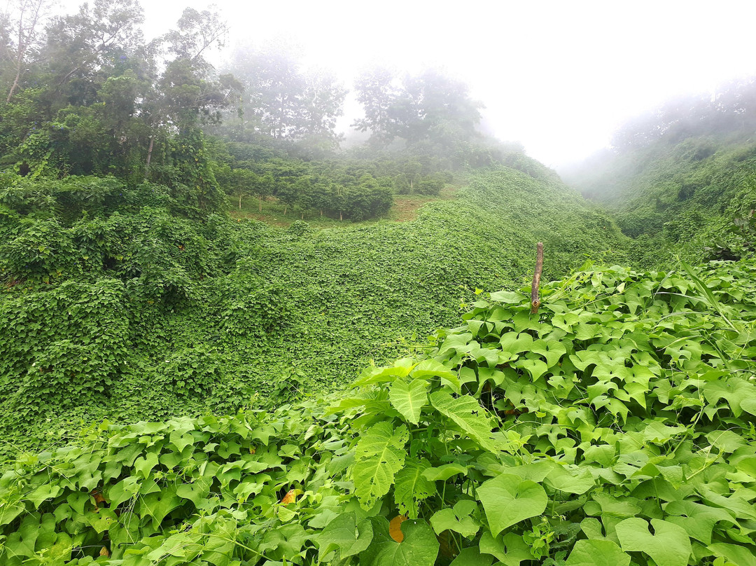 Domaine des Cafeiers-Bois de Nefles必去景点