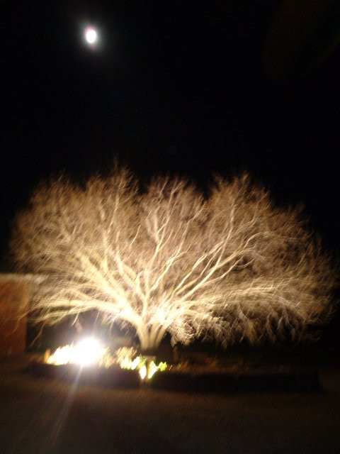 Barkly Suites Apartments主图