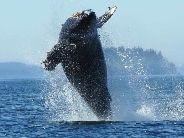 Vancouver Island Eles Escape B&b By The Sea主图