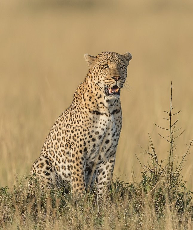 Flexivel Kenya Safaris-内罗毕必去景点