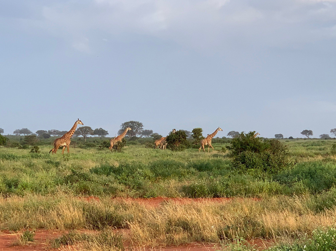 Eddie's Safari Kenya-蒙巴萨必去景点