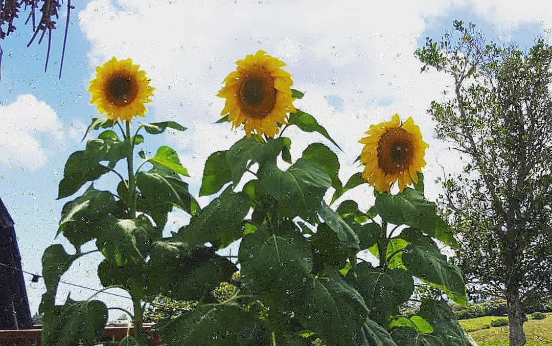 Castaway Norfolk Island主图