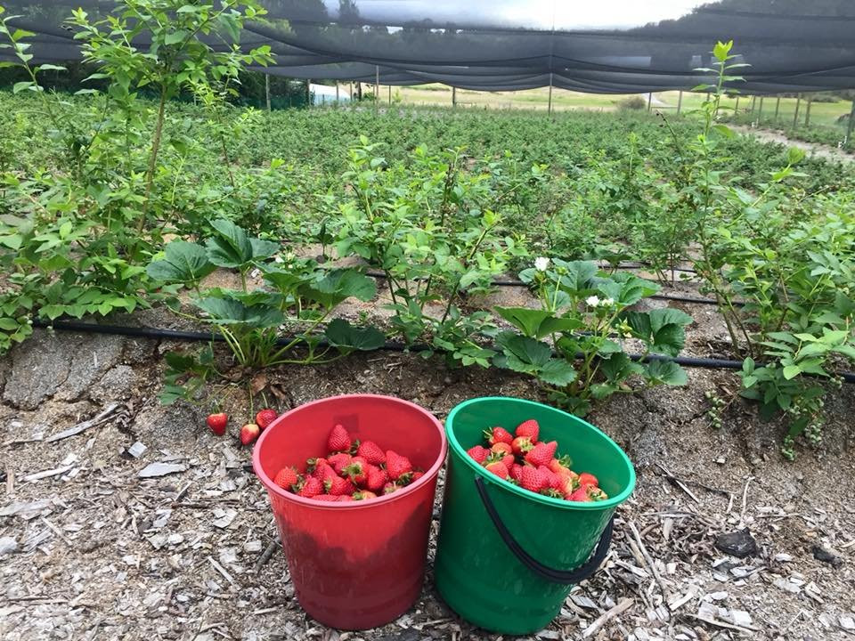 Otway Strawberries-Gellibrand必去景点