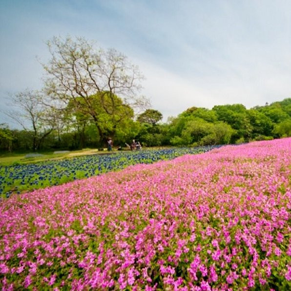 延冈市旅游景点-Nobeoka Botanical Garden