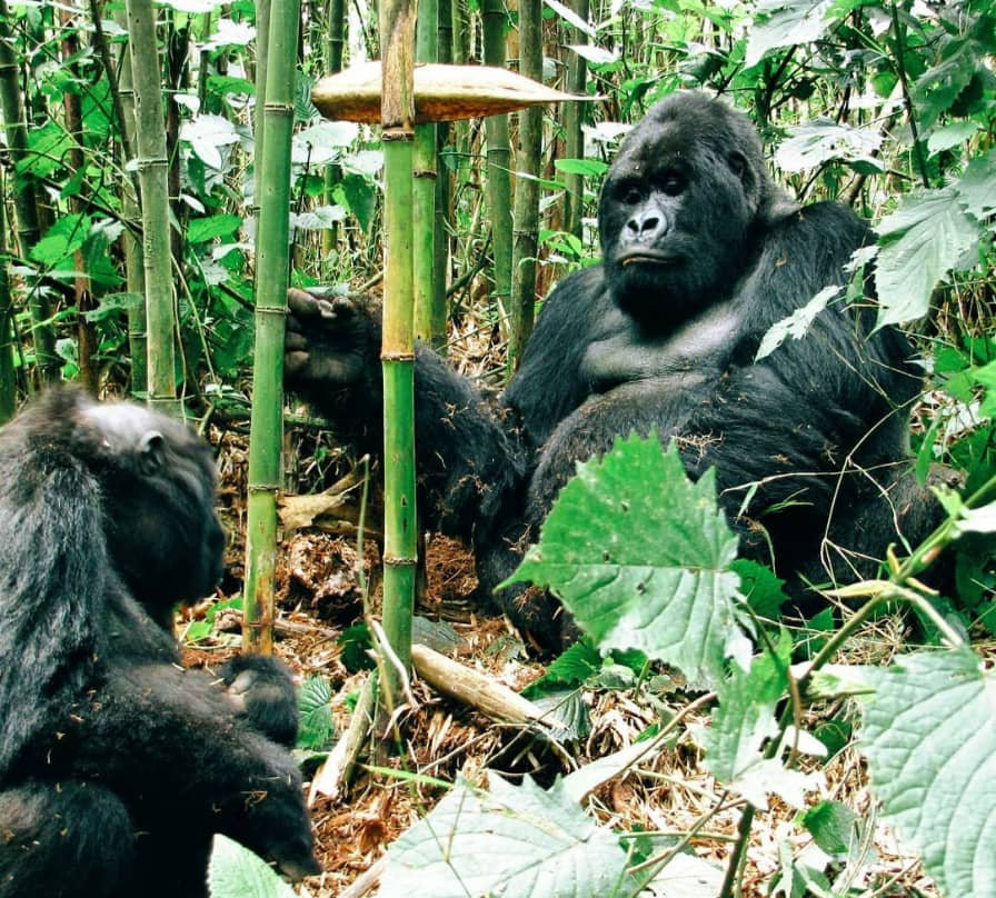 Volcanoes National Park-Ruhengeri必去景点