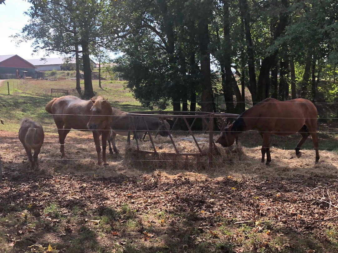 Kinsey Family Farm-盖恩斯维尔必去景点