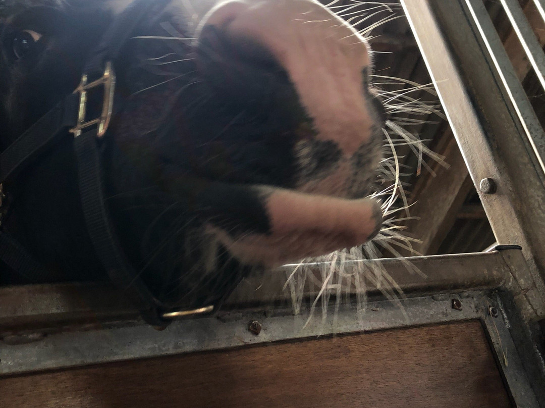 Swinhoe Farm Riding Centre-Belford必去景点