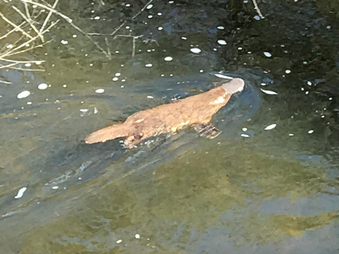 Warrawee Forest Reserve-Latrobe必去景点