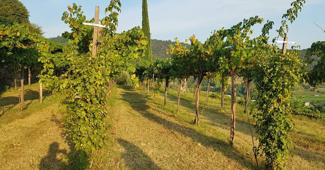 Azienda Agricola Tenuta degli Angeli景点图片