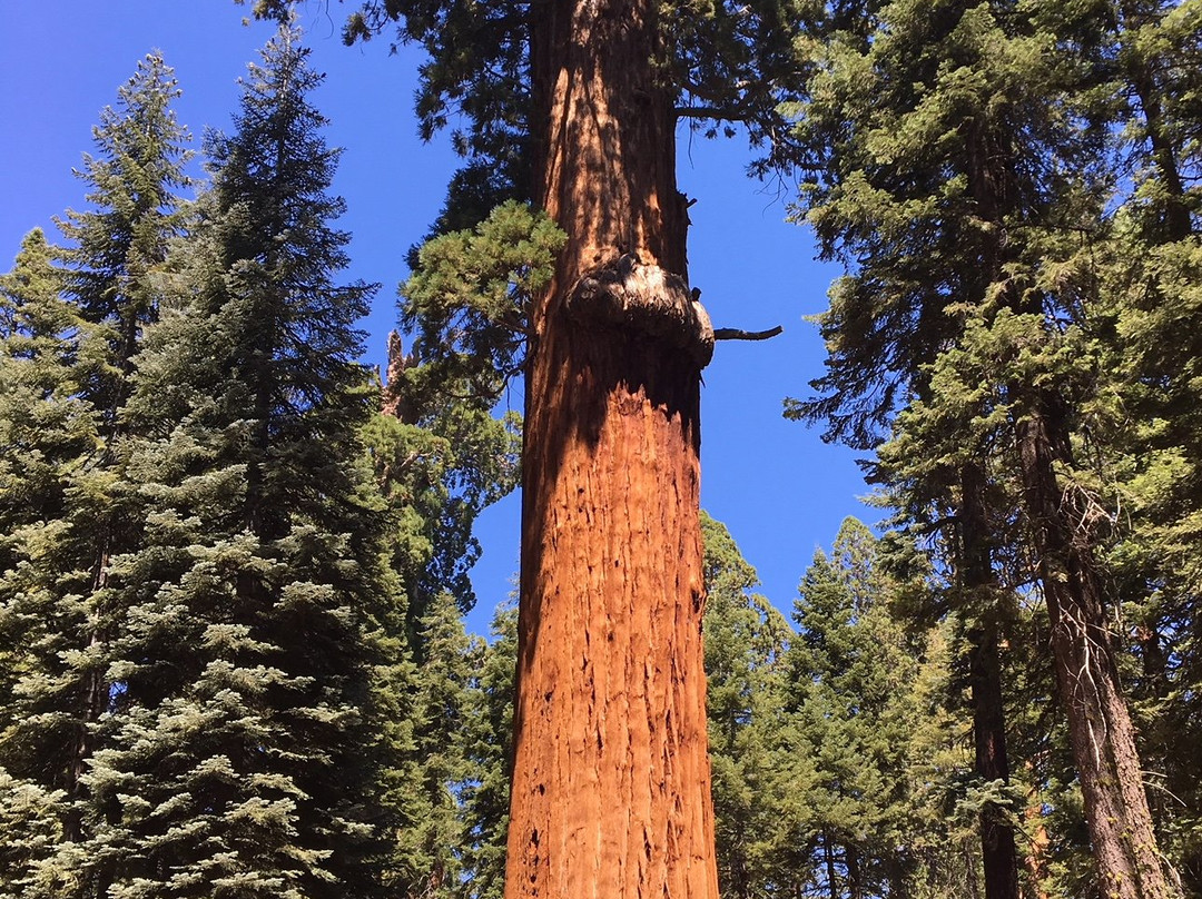 McKinley Tree景点图片