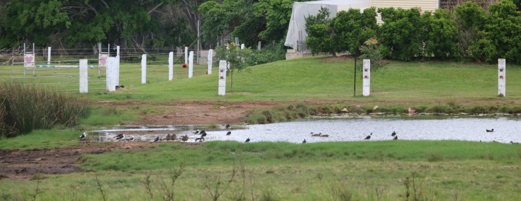 Osprey Environmental Centre Brisbane景点图片