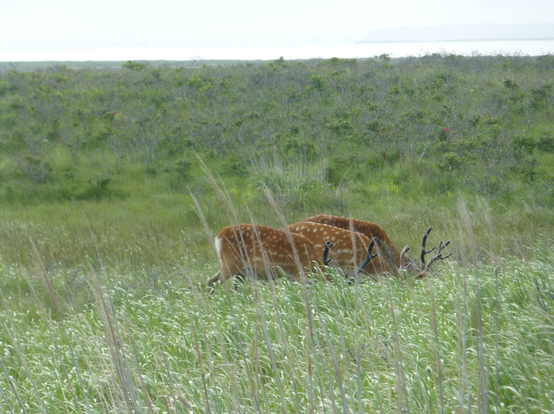 Notsukesaki Lighthouse-别海町必去景点