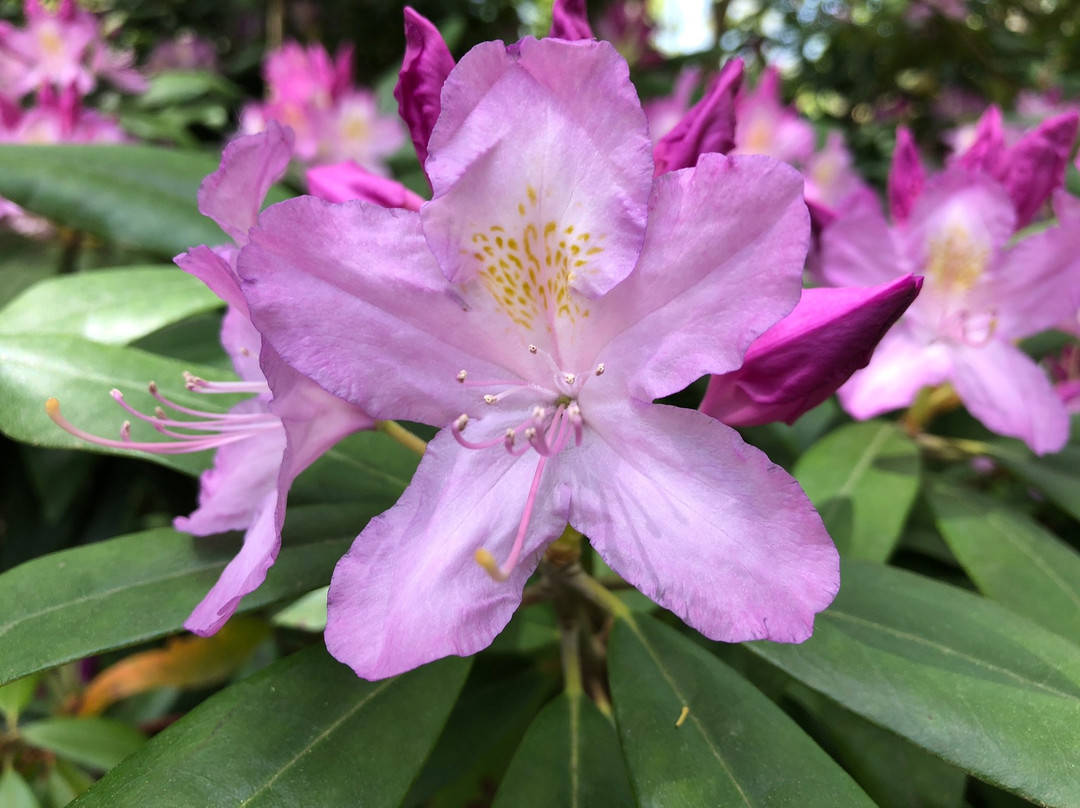 Jeli Arboretum-Kam必去景点