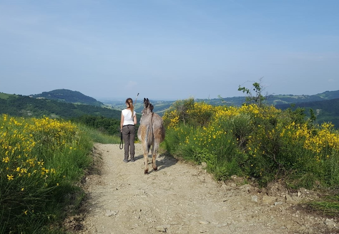 La Collina dei Ciuchini景点图片