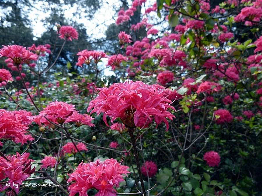 Rhododendronpark Jansen景点图片