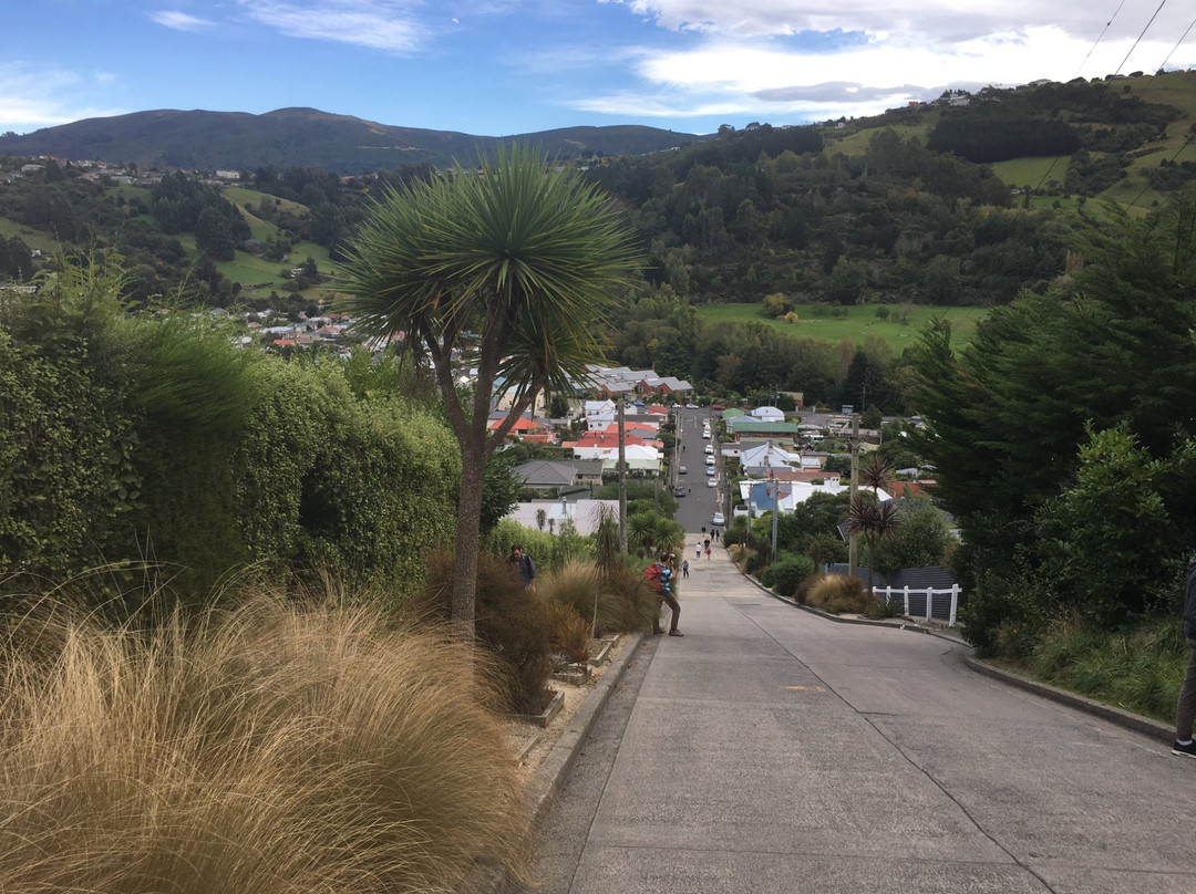 The Castle Cruiser-但尼丁必去景点