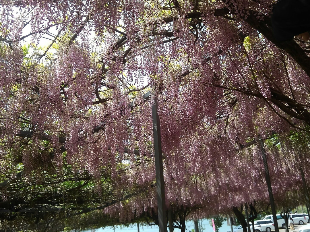 Senzai Farm景点图片