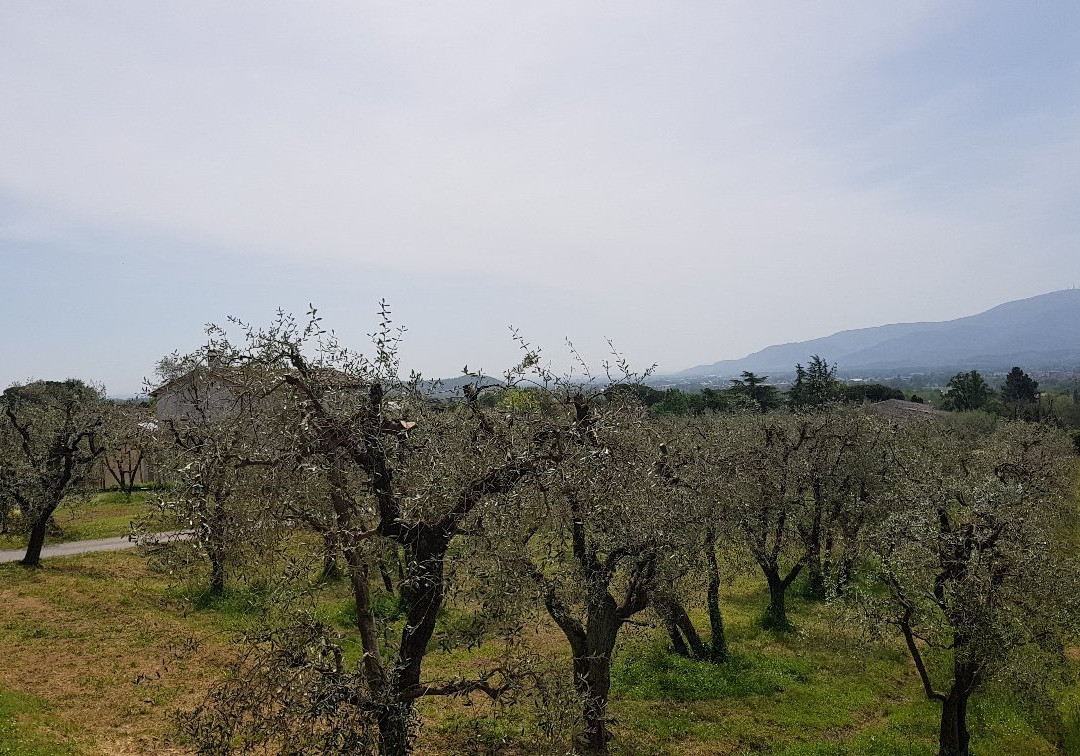 Azienda Agricola Colle di Bordocheo景点图片