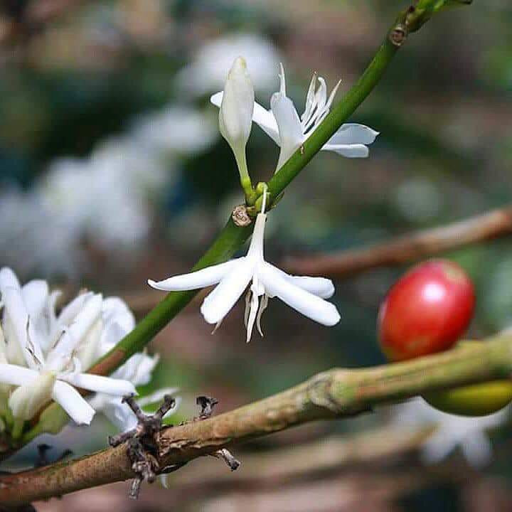 Finca Ceriana Nature Reserve景点图片