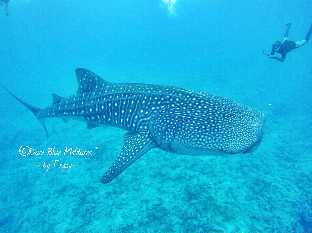Dive Blue Maldives景点图片