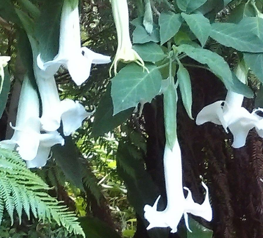 Colac Botanic Gardens景点图片