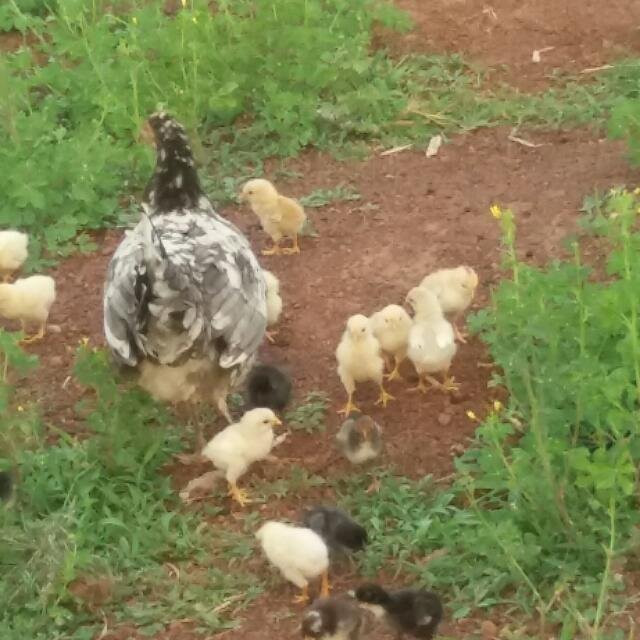 Meet Our Culture in Sognaayili-Tamale必去景点