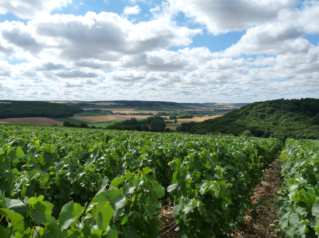 Champagne Binon Coquard-Spoy必去景点