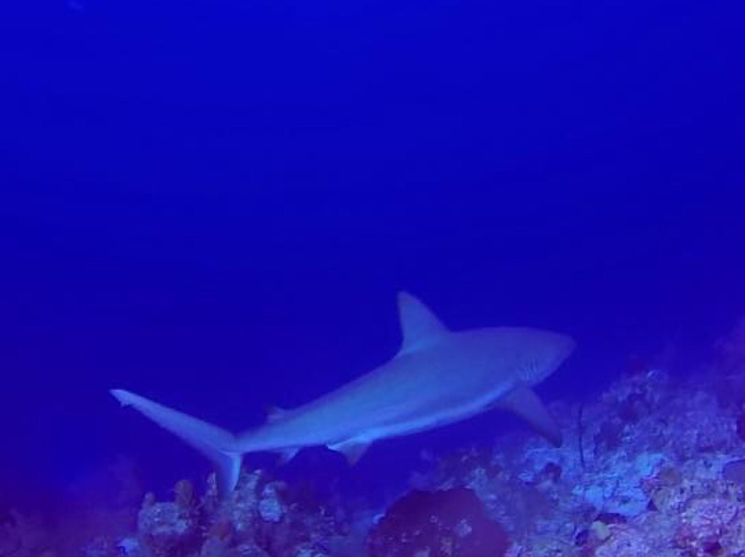 Provo Turtle Divers-普罗维登西亚莱斯必去景点