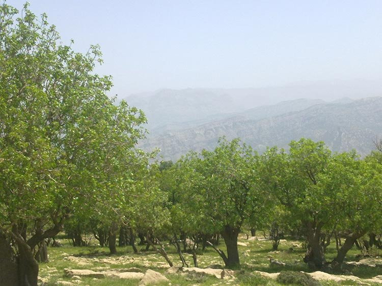 Tomb of Yaghub Leys Safari景点图片