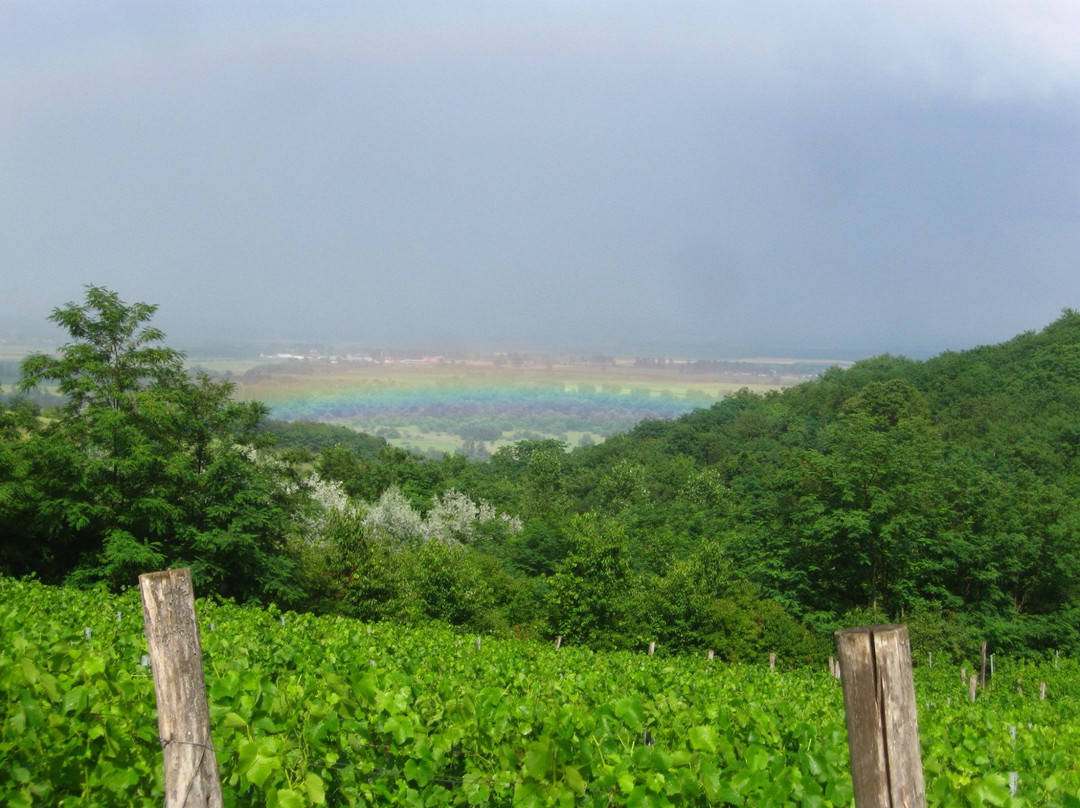 Tiszavasvari酒店住宿-Paulay Winehouse