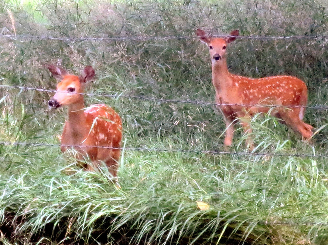 1883 Water Works-科林斯堡必去景点
