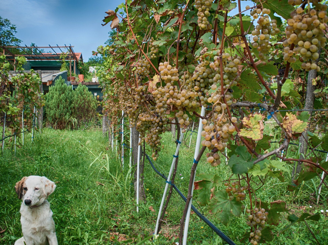 Plavinci Organic Winery景点图片