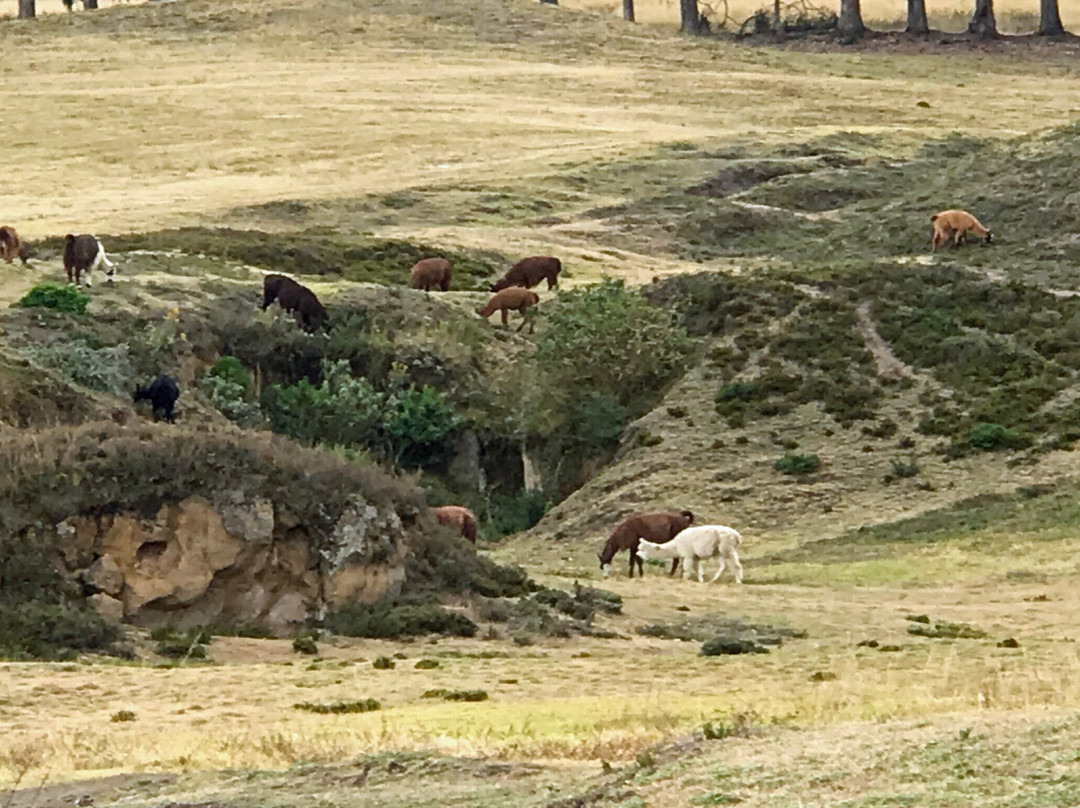 Parque Arqueologico Cochasqui景点图片