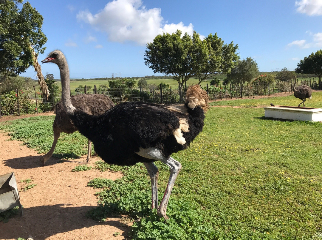 Cape Town Ostrich Ranch景点图片