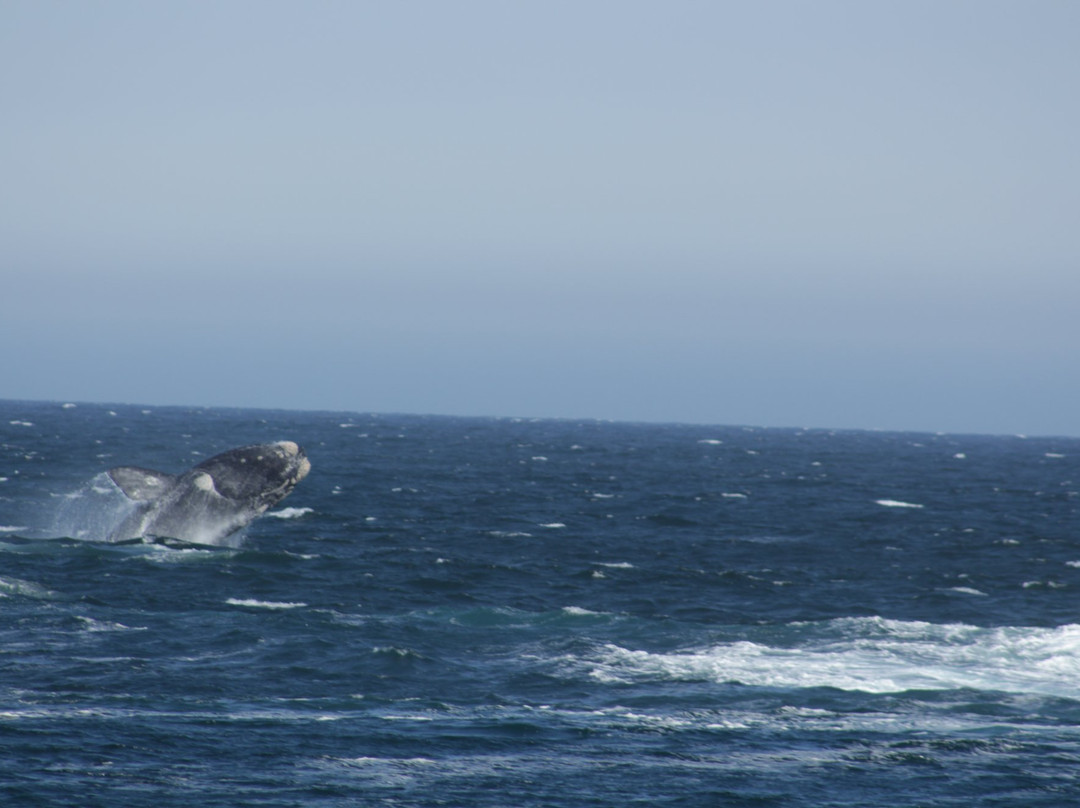 The Whale House Museum-赫曼努斯必去景点