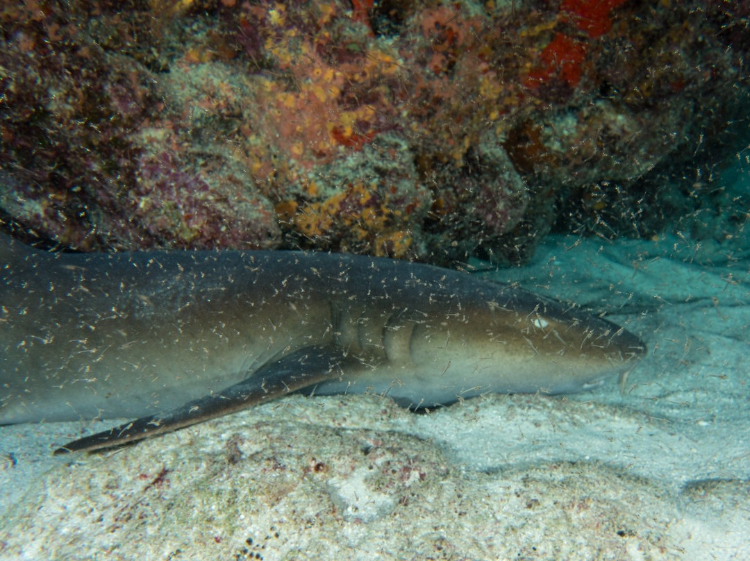 Molasses Reef-拉哥岛必去景点
