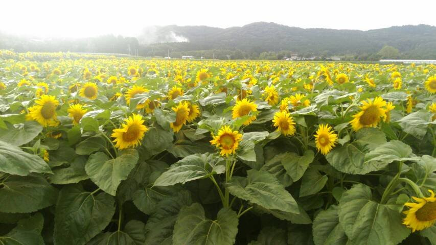 Aisai Batake-君津市必去景点