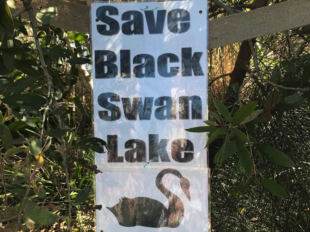 Black Swan Lake-Bundall必去景点