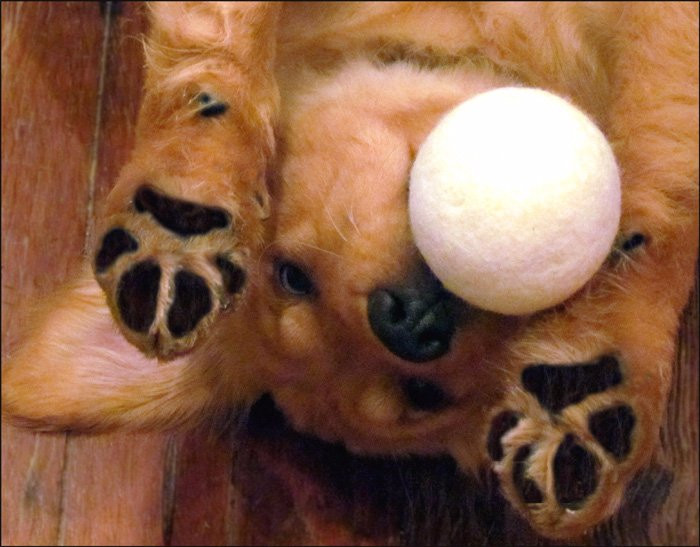 Ten Good Sheep-Onancock必去景点